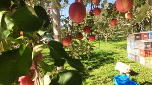 An orchard with red apples hanging from trees, a grassy area, and a dog near some blue baskets. - Petit Hotel Paddington House (Yamanouchi)