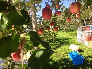 Mountain view - Petit Hotel Paddington House (Yamanouchi)