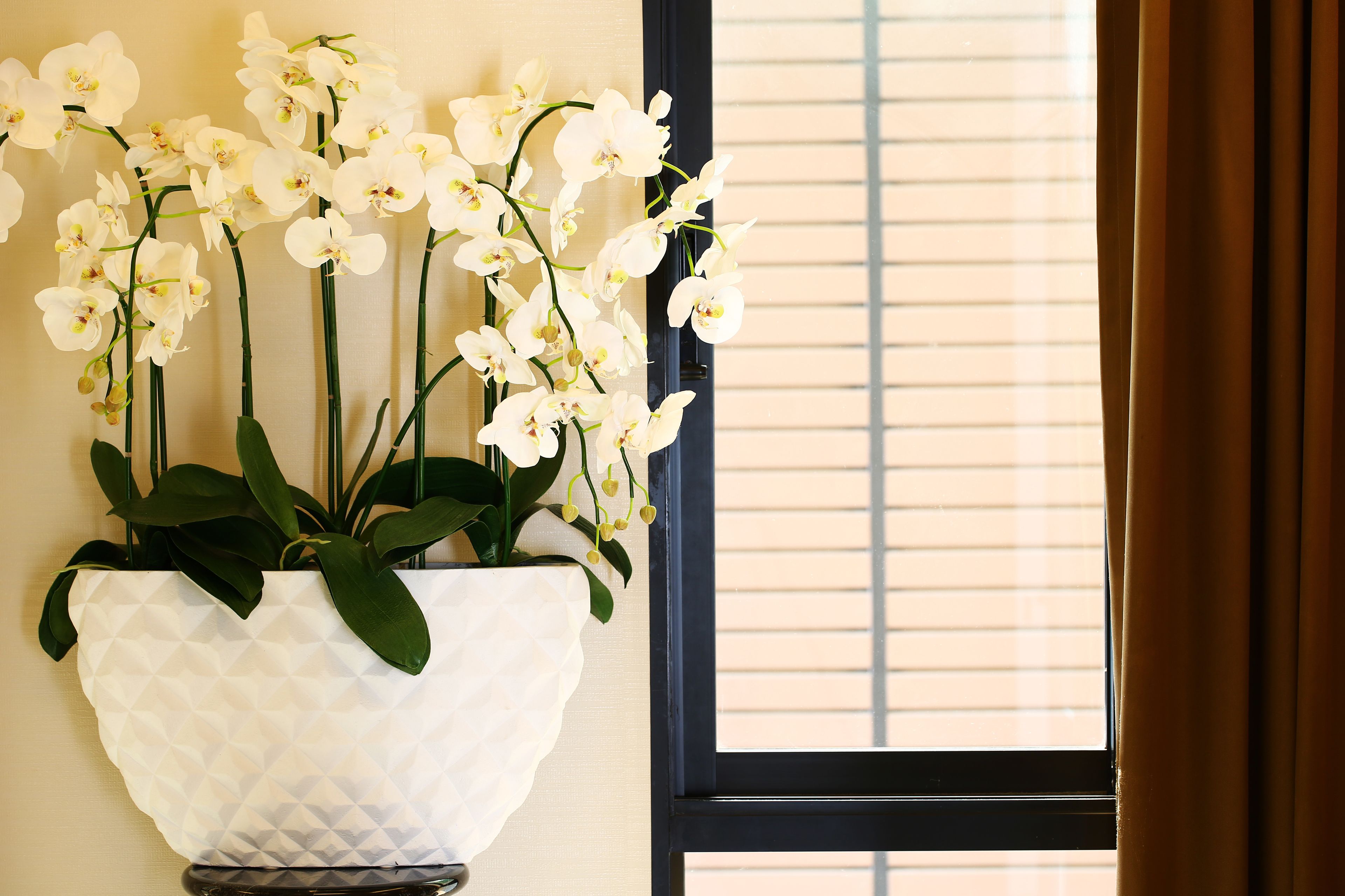 A white orchid plant in a textured white pot on a dark wooden stand by a window with blinds.