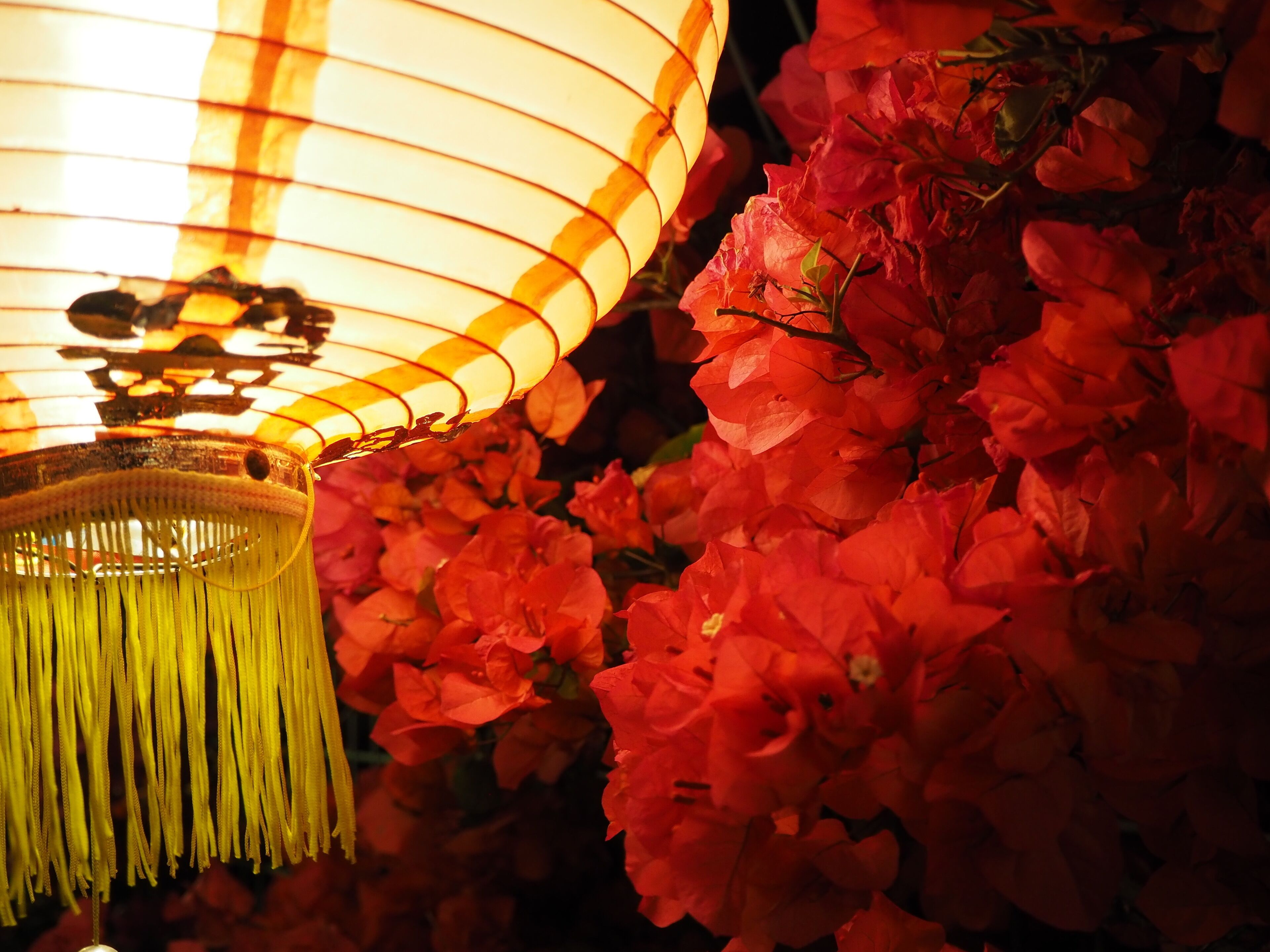 A close-up of a traditional lantern with a yellow tassel, surrounded by vibrant red flowers.