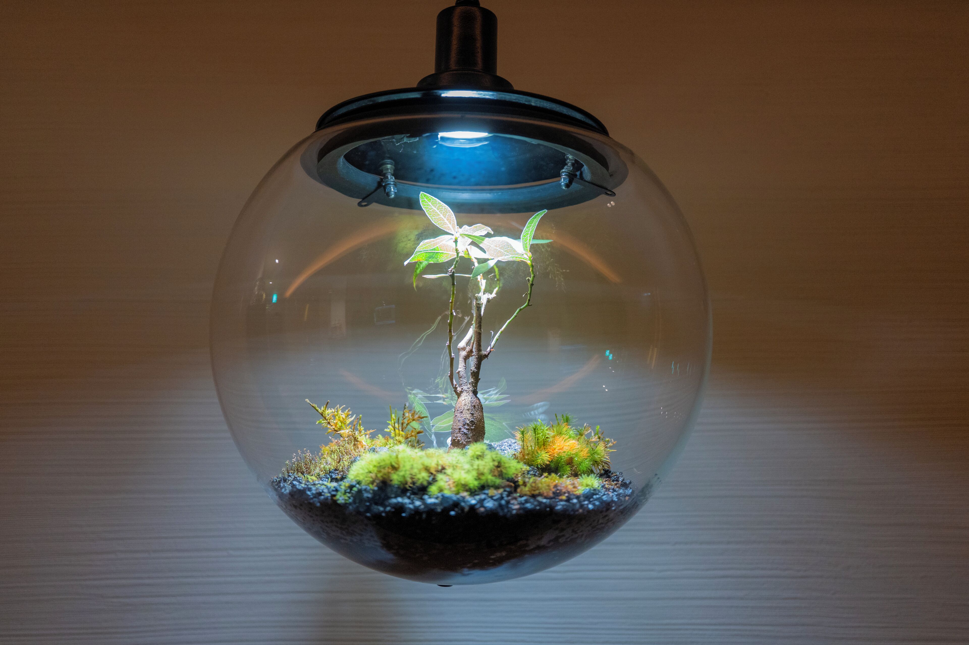 A spherical glass terrarium with a plant, moss, and a small tree.