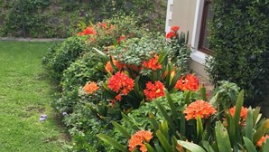 Ein Garten mit vielfältigen Pflanzen und Blumen, darunter leuchtend orangefarbene Blüten, und einem grünen Rasen.
