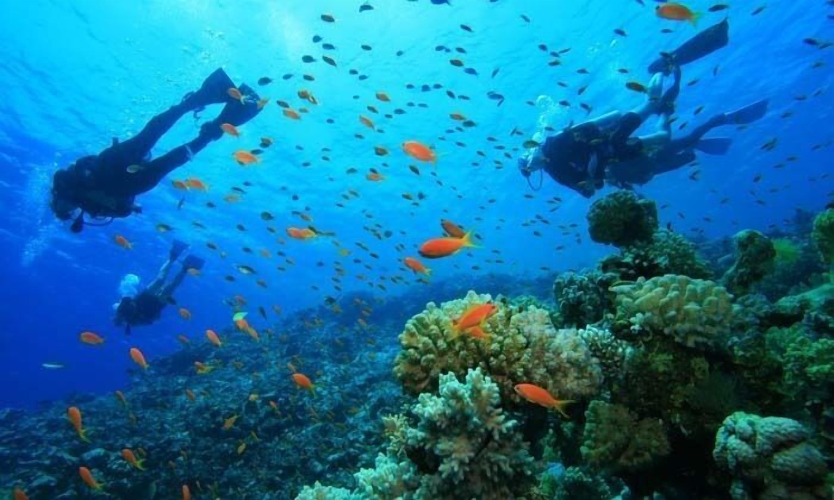 Two scuba divers surrounded by a vibrant coral reef with various fish species.
