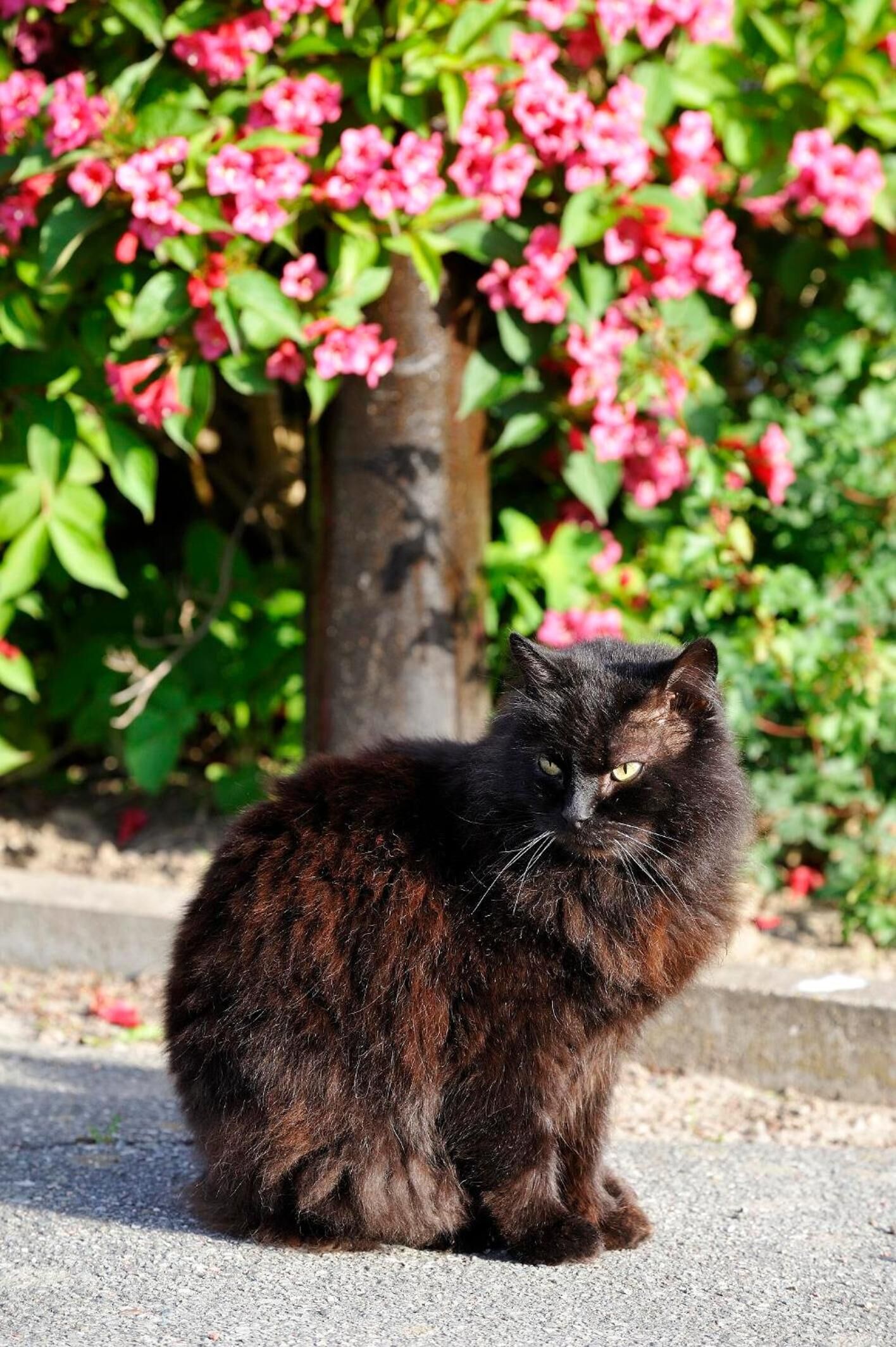 A black cat sitting on a paved surface with pink flowers and green foliage in the background.