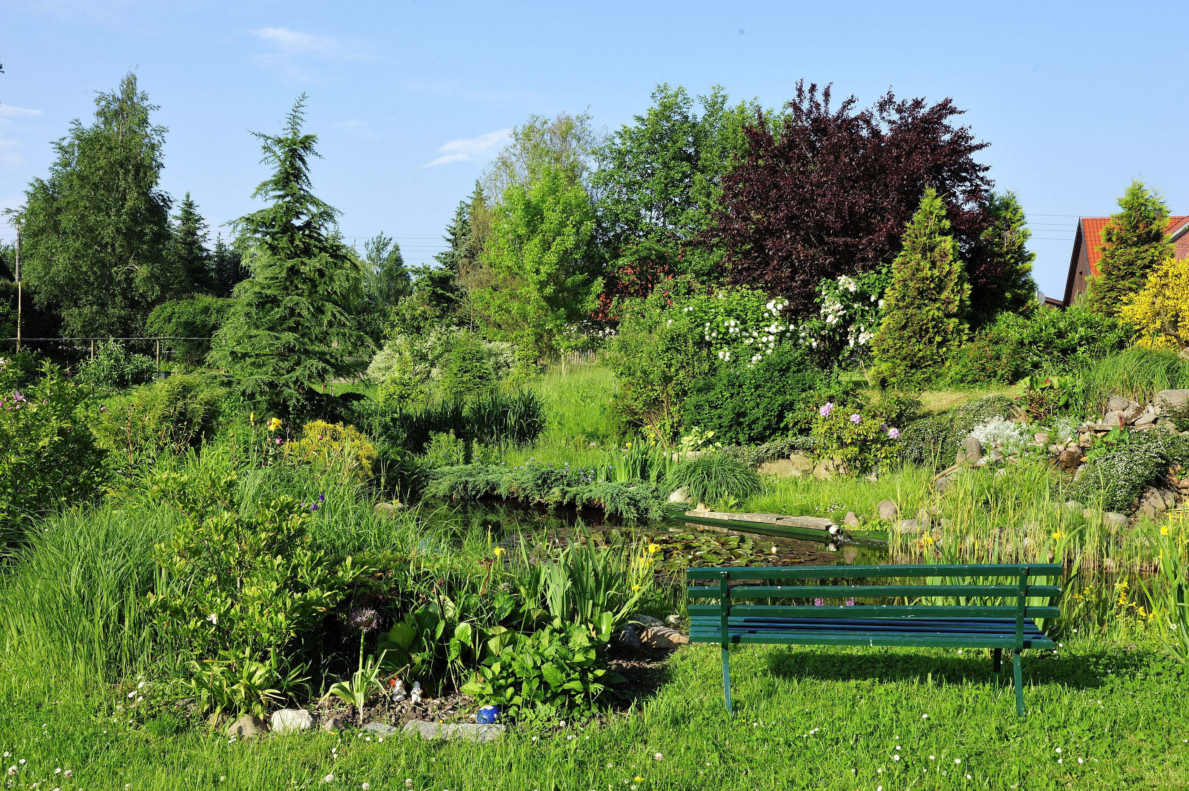 A lush garden with a pond, a green bench, and various trees and plants.