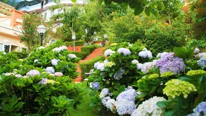 Un exuberante jardín con arbustos de hortensia, una escalera y un edificio con balcones al fondo.