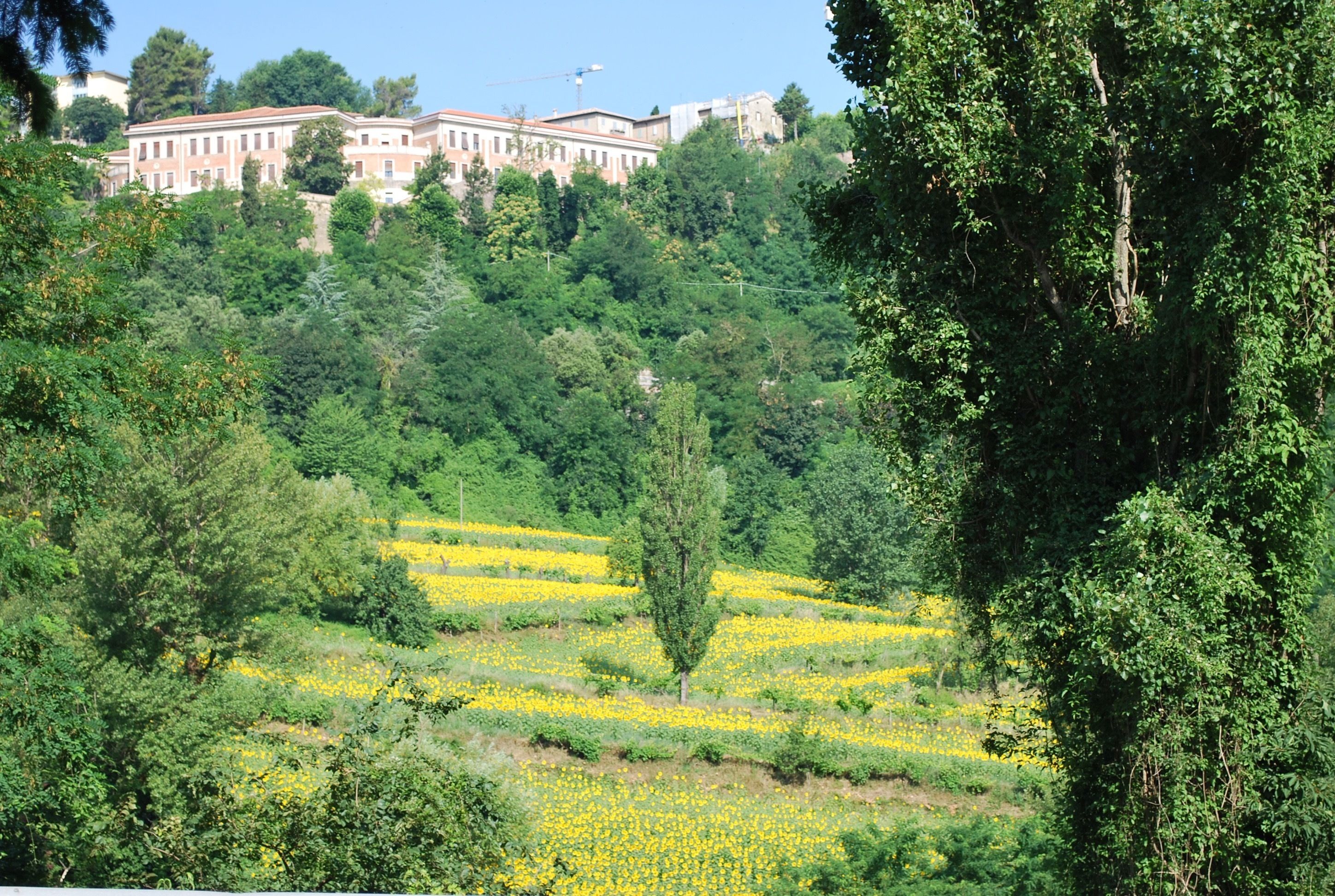 A hillside with a building in the background and a field of yellow flowers in the foreground.