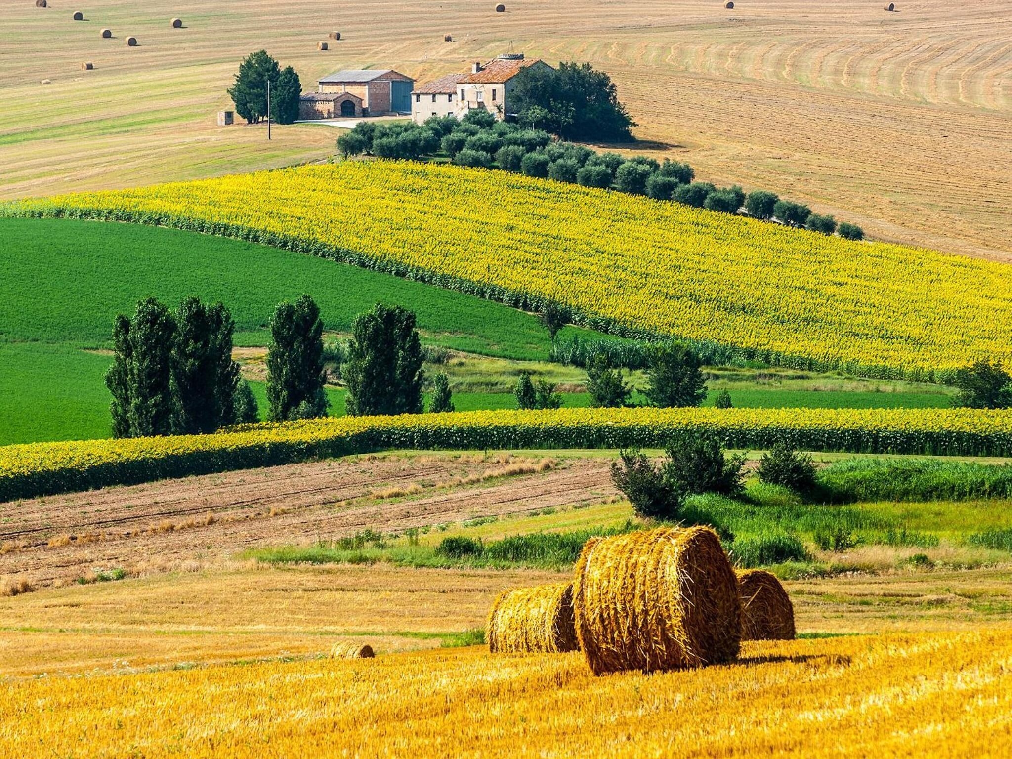 Paisaje rural con campos de flores amarillas y campos verdes, fardos de heno y un edificio al fondo.