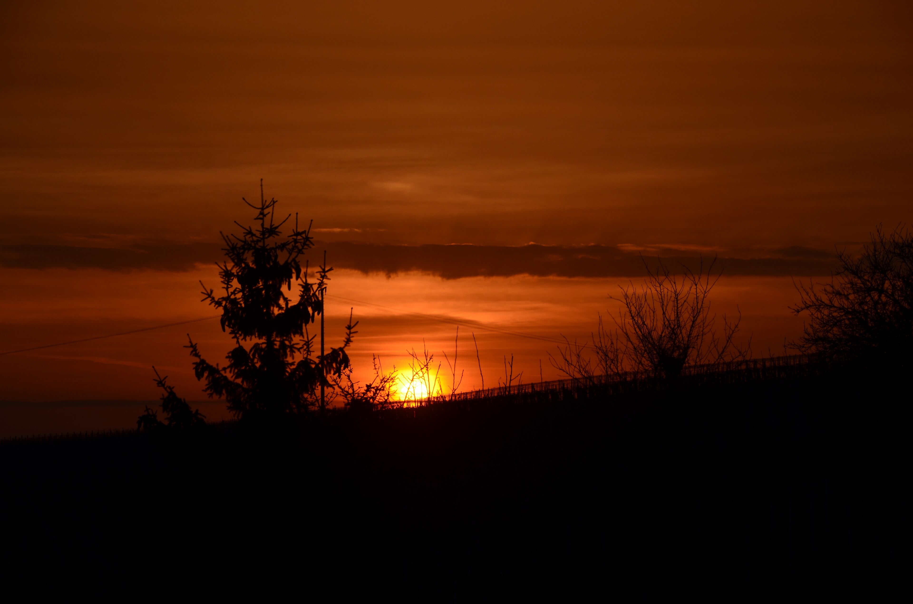 Ein Sonnenuntergang über einem Gewässer, im Vordergrund schattige Bäume und ein Zaun.