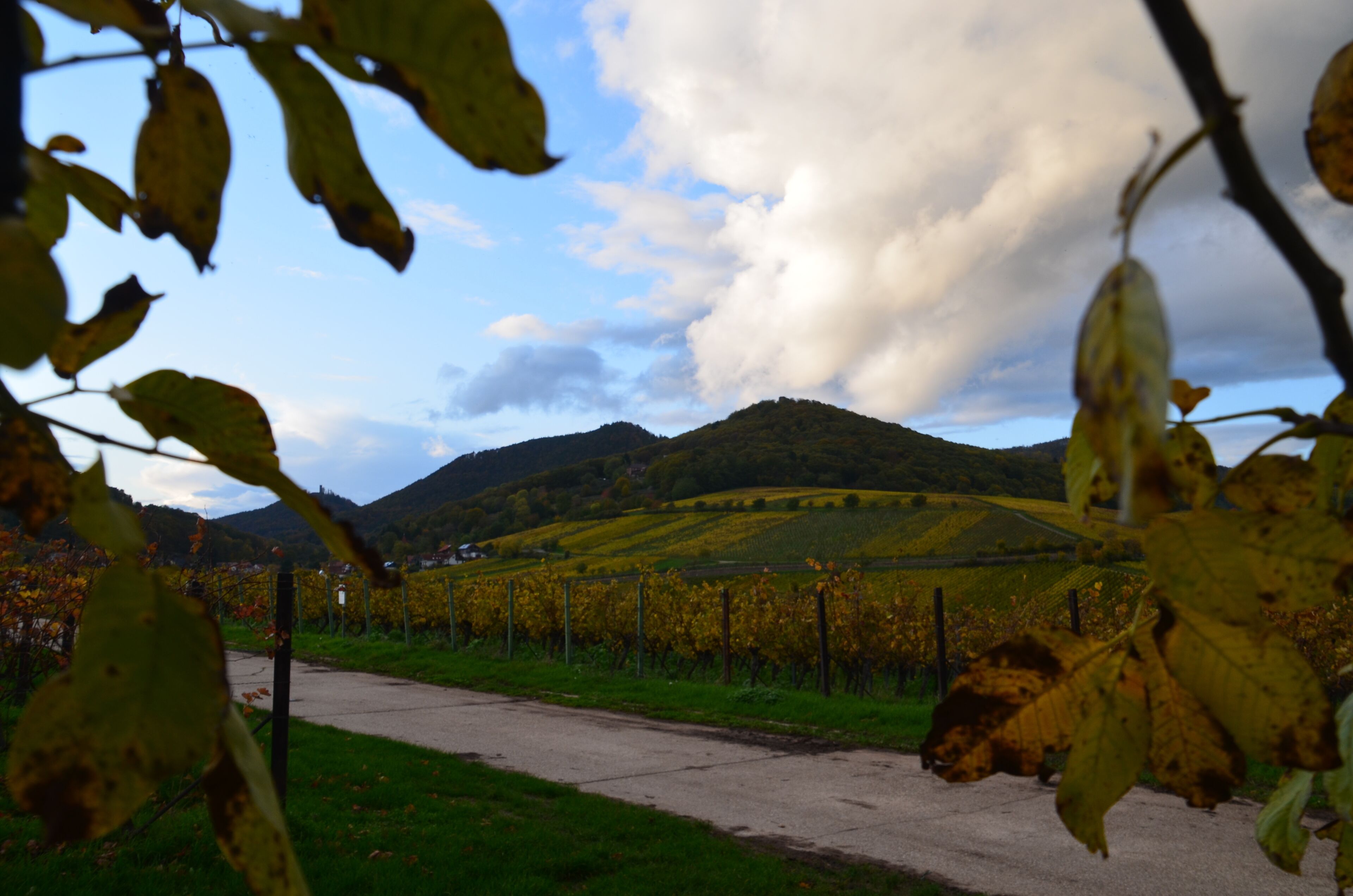 A vineyard with rows of grapevines, a paved path, and hills in the background.