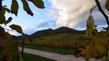A vineyard with rows of grapevines, a paved path, and hills in the background.