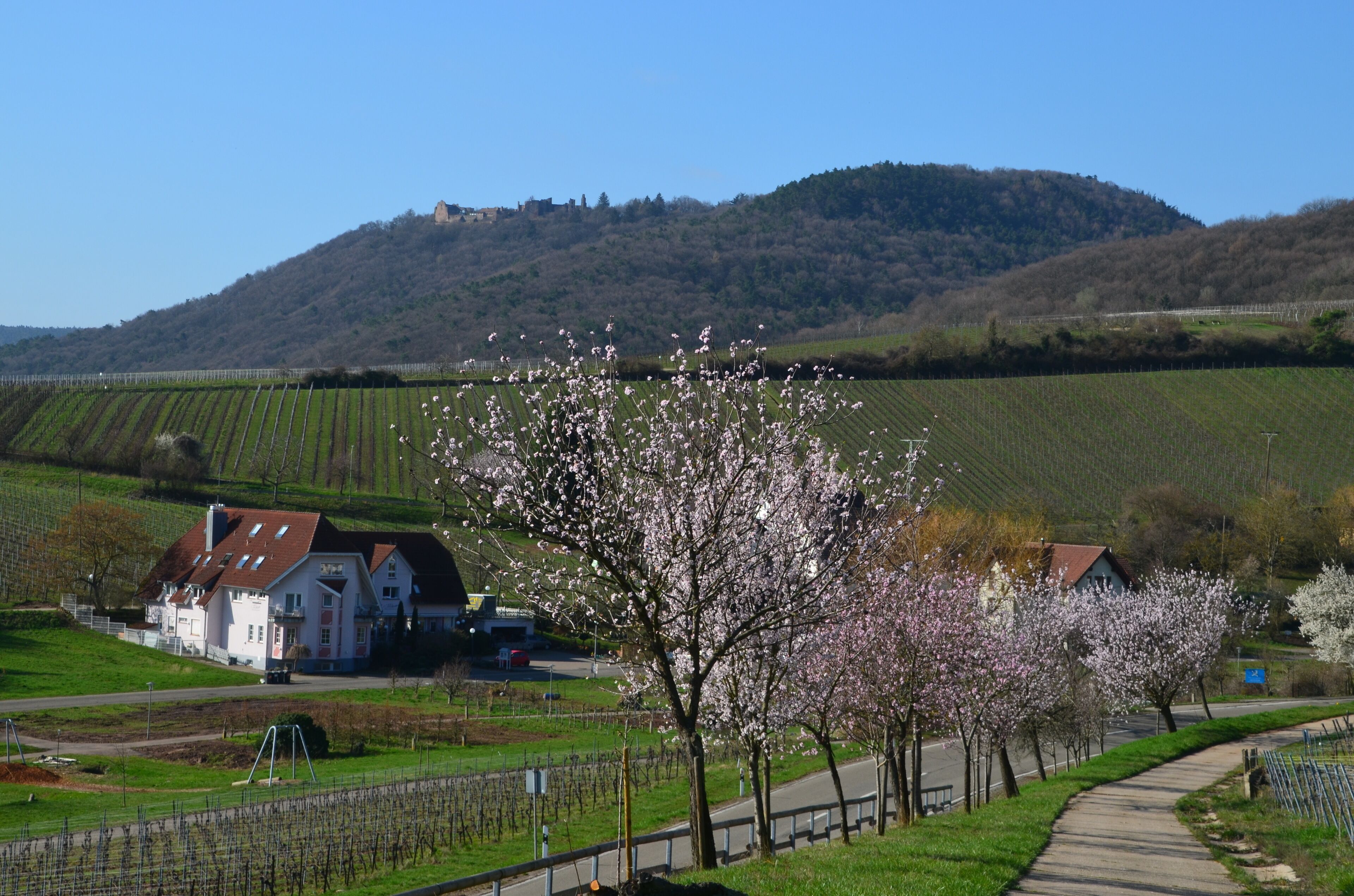 A rural landscape with a white house, a vineyard, and a hill in the background.