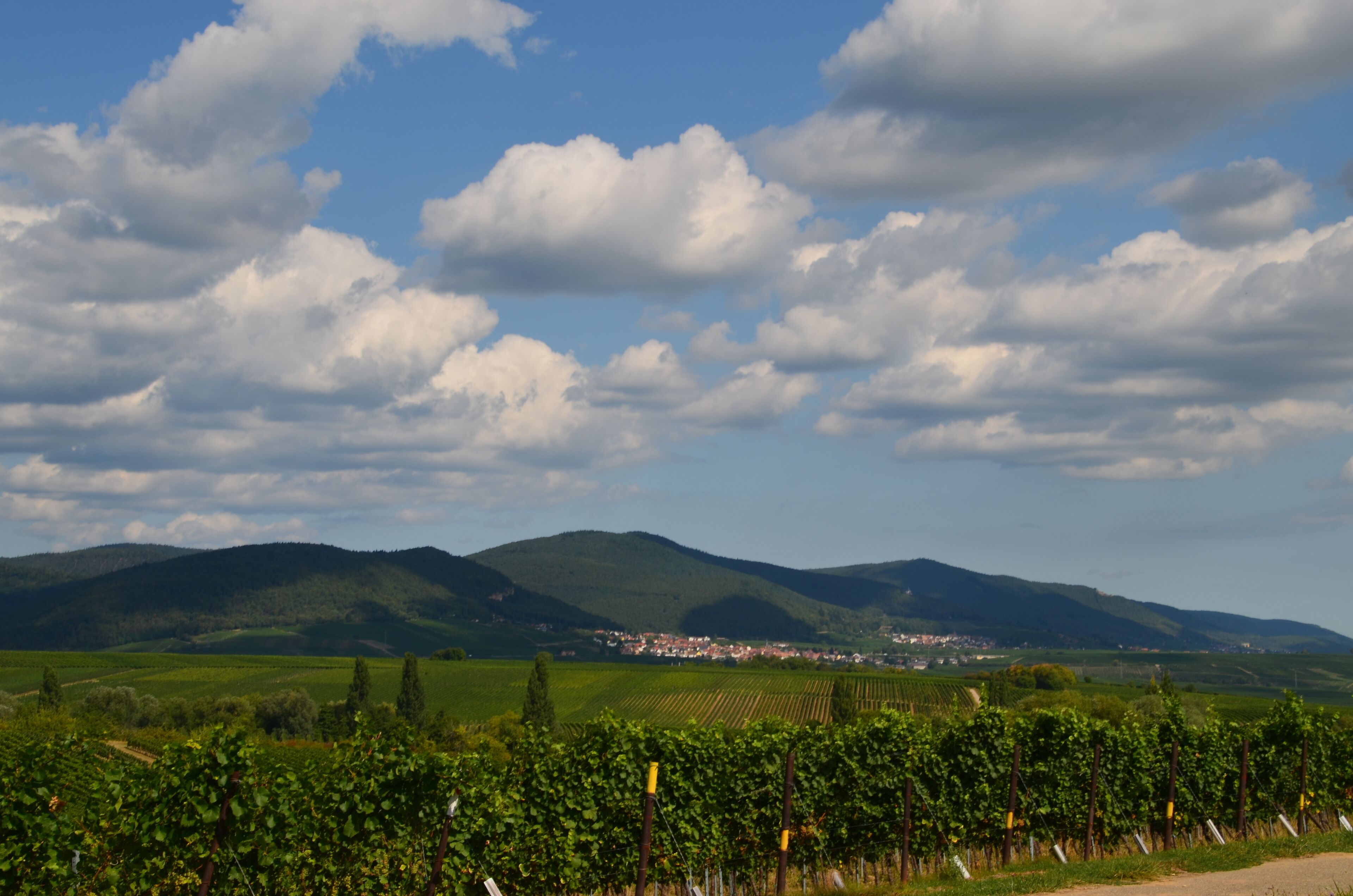 Un vignoble avec des rangées de vignes et une ville en arrière-plan.