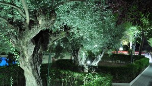 Un espacio al aire libre de noche con árboles y un sendero pavimentado.