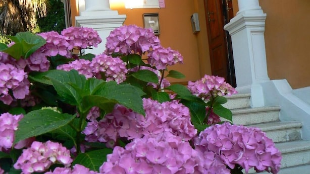 Flores de hortensia rosa frente a un edificio con columnas y escalones blancos.