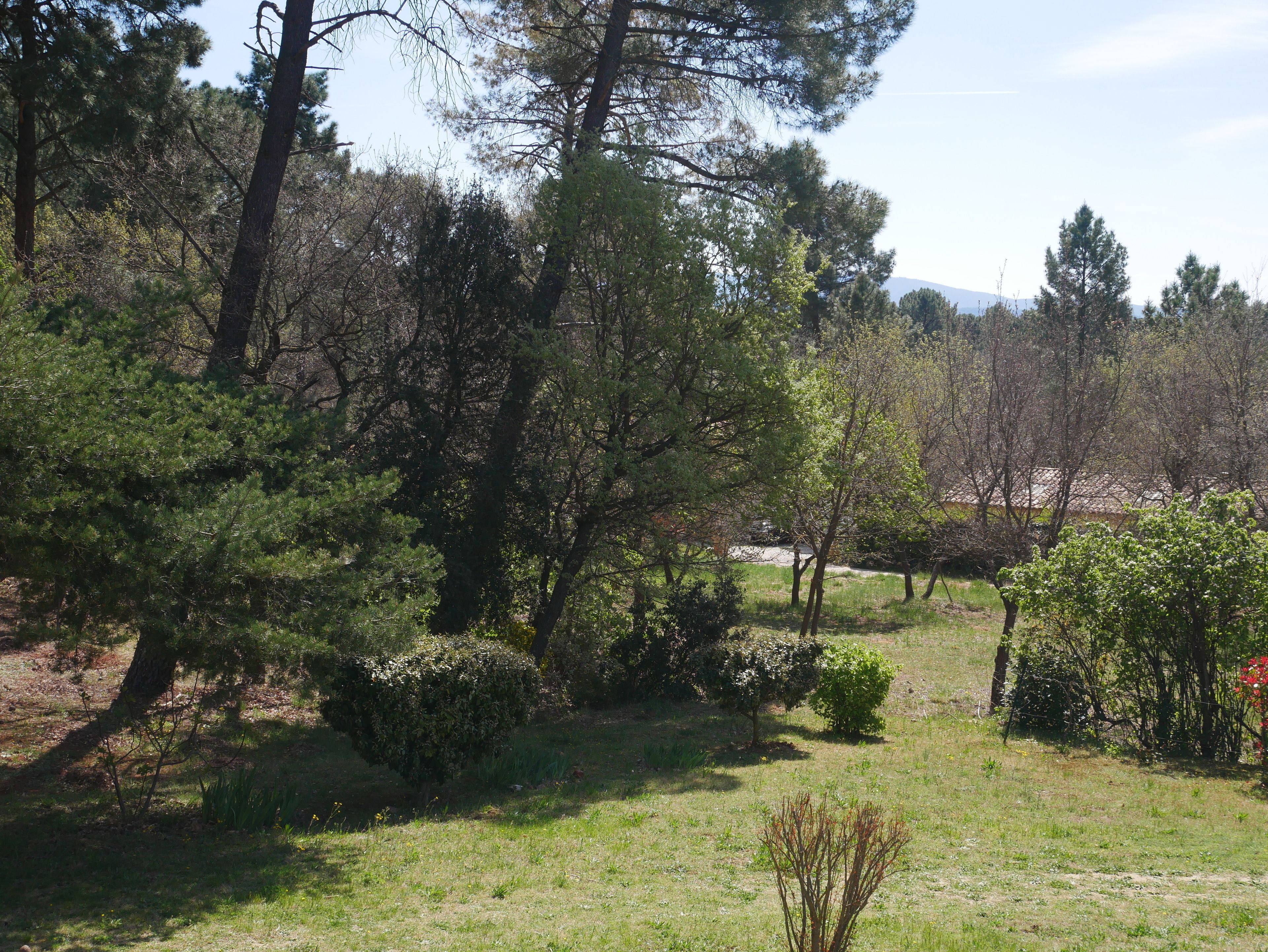 A natural landscape with various trees and shrubs, a grassy area, and a distant mountain.