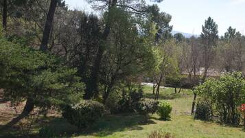 A natural landscape with various trees and shrubs, a grassy area, and a distant mountain.