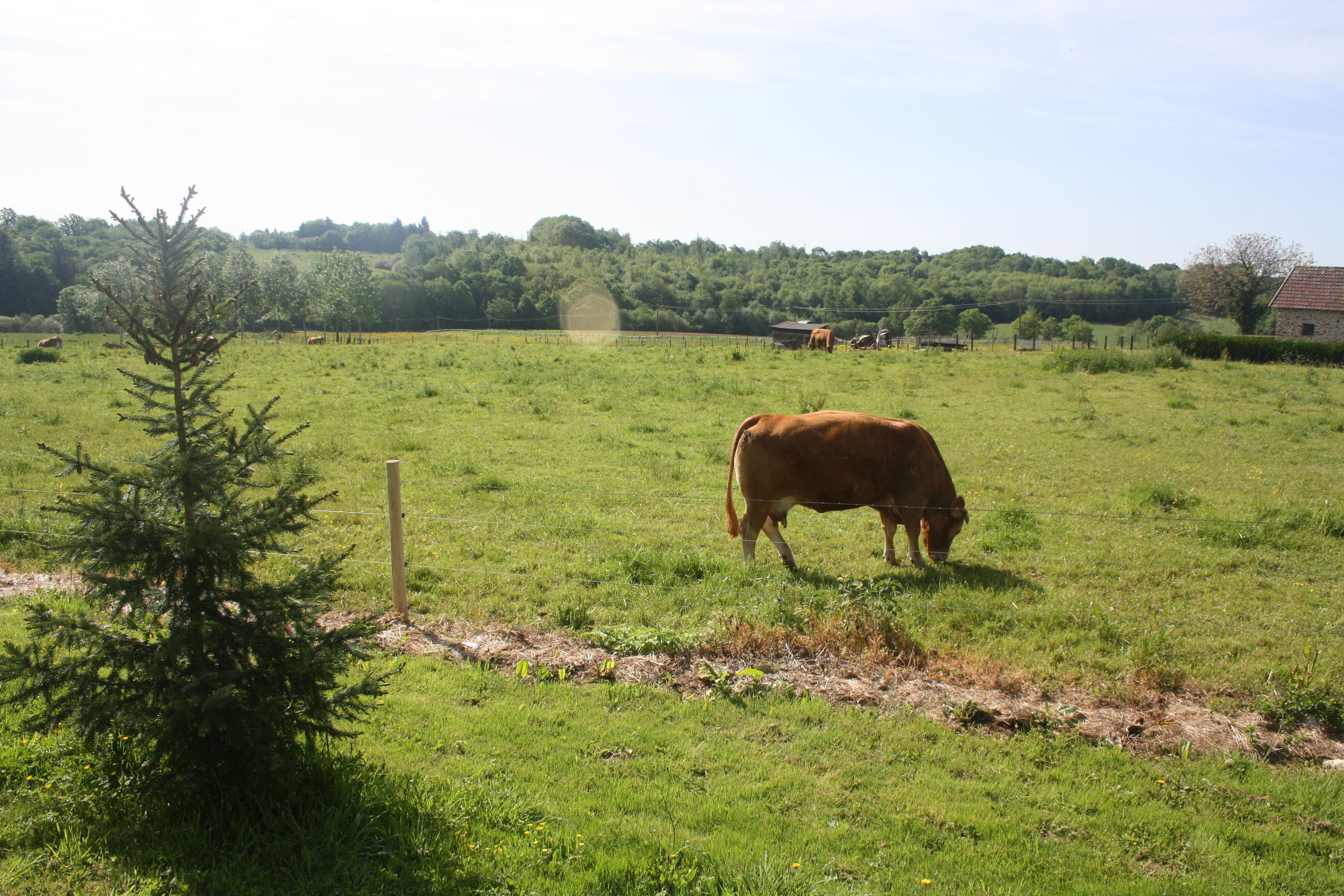 A cow grazing in a grassy field with a wooden fence and a small tree.