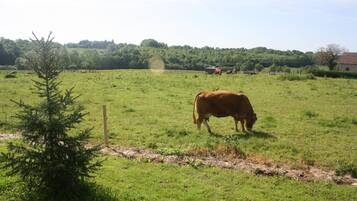 Una mucca al pascolo in un prato erboso con una recinzione di legno e un piccolo albero.