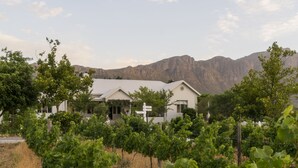Un vignoble avec des rangées de vignes et, au fond, un bâtiment à la façade blanche.