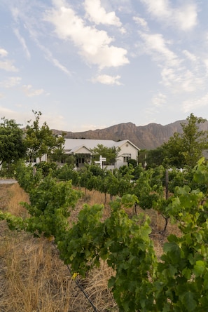 Property grounds - Cape Vue Country House (Franschhoek)