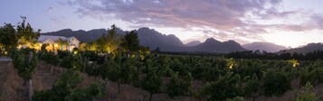 Viñedo con filas de parras y un edificio con luces al fondo.