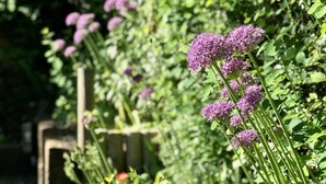 Un jardín con diversas plantas y flores, incluyendo flores púrpuras y follaje verde.