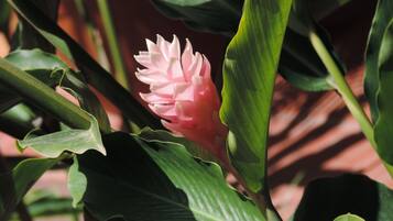 A pink flower with green leaves.