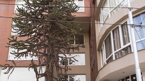 A multi-story building with a staircase leading to the entrance, a parked van, and a tree in front. - Civico Apartments (San Carlos de Bariloche)