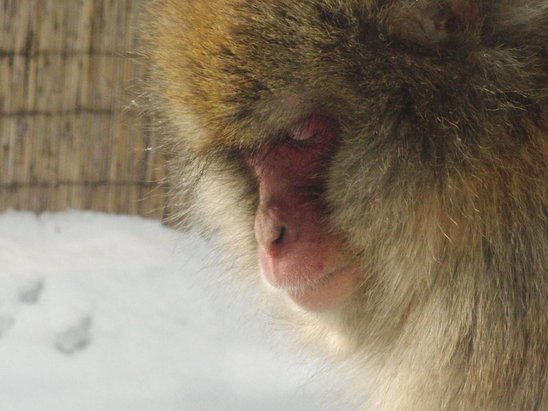 A close-up of a monkey's head with a snowy background.