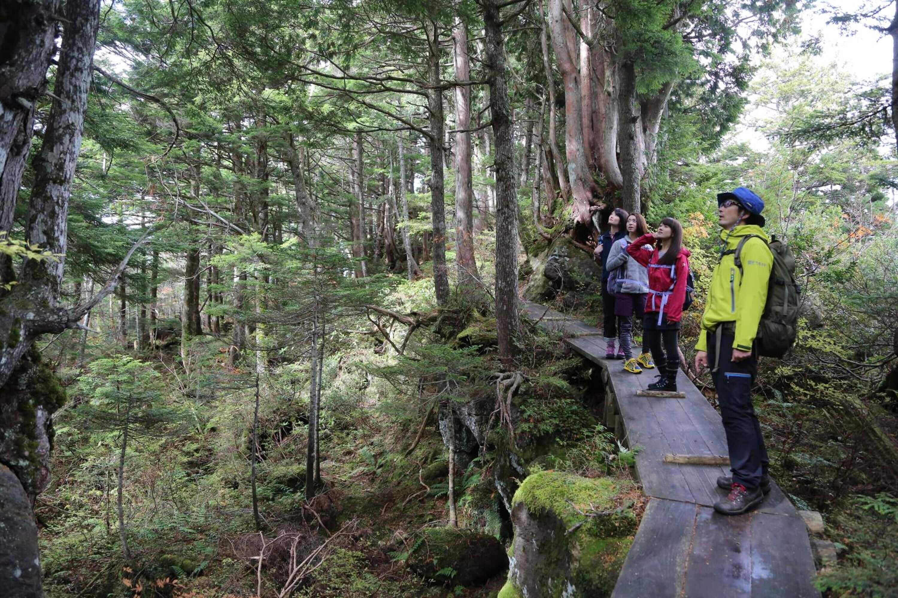 A group of people standing on a wooden bridge in a forested area.
