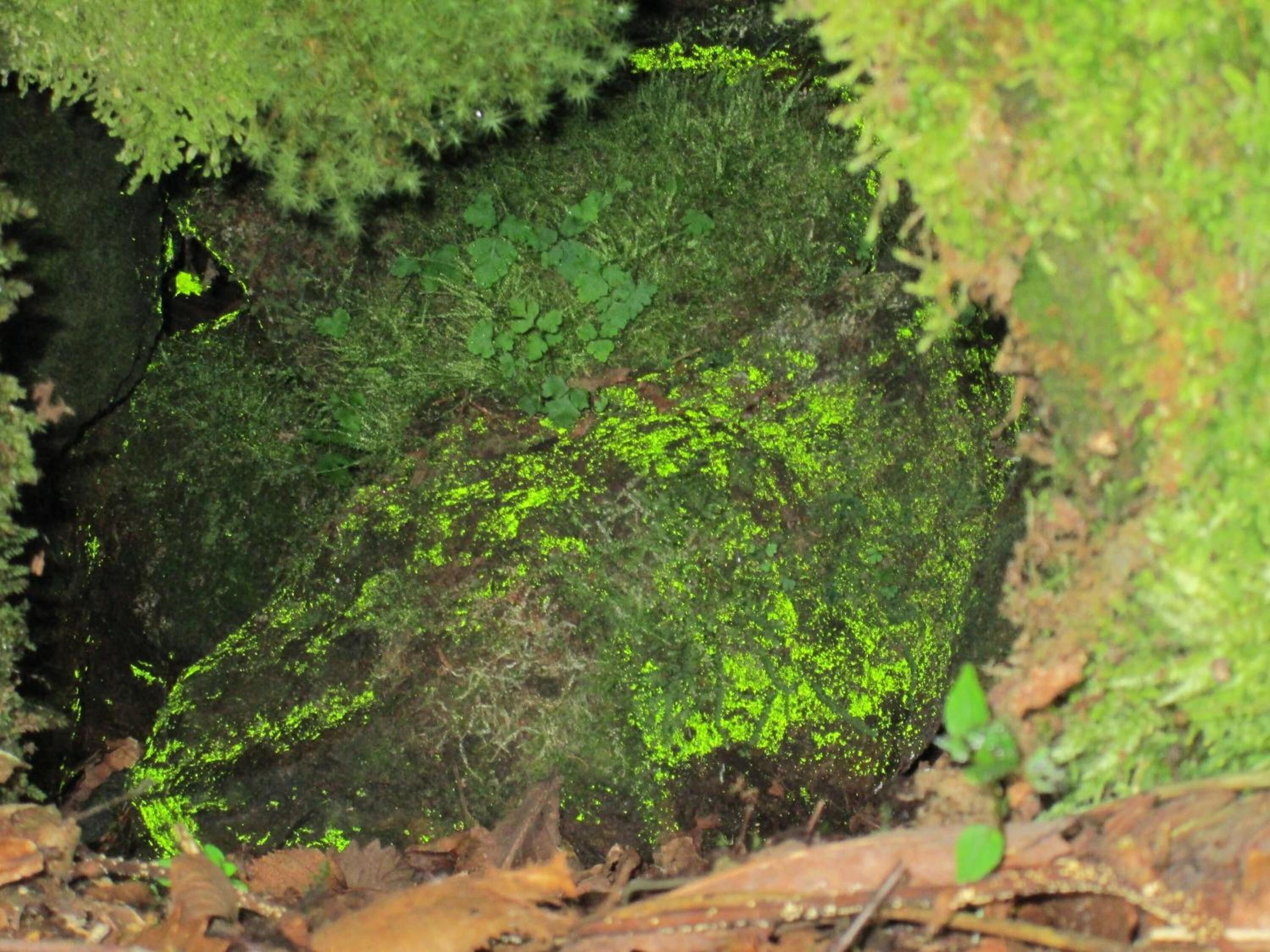 A moss-covered rock formation in a forest.