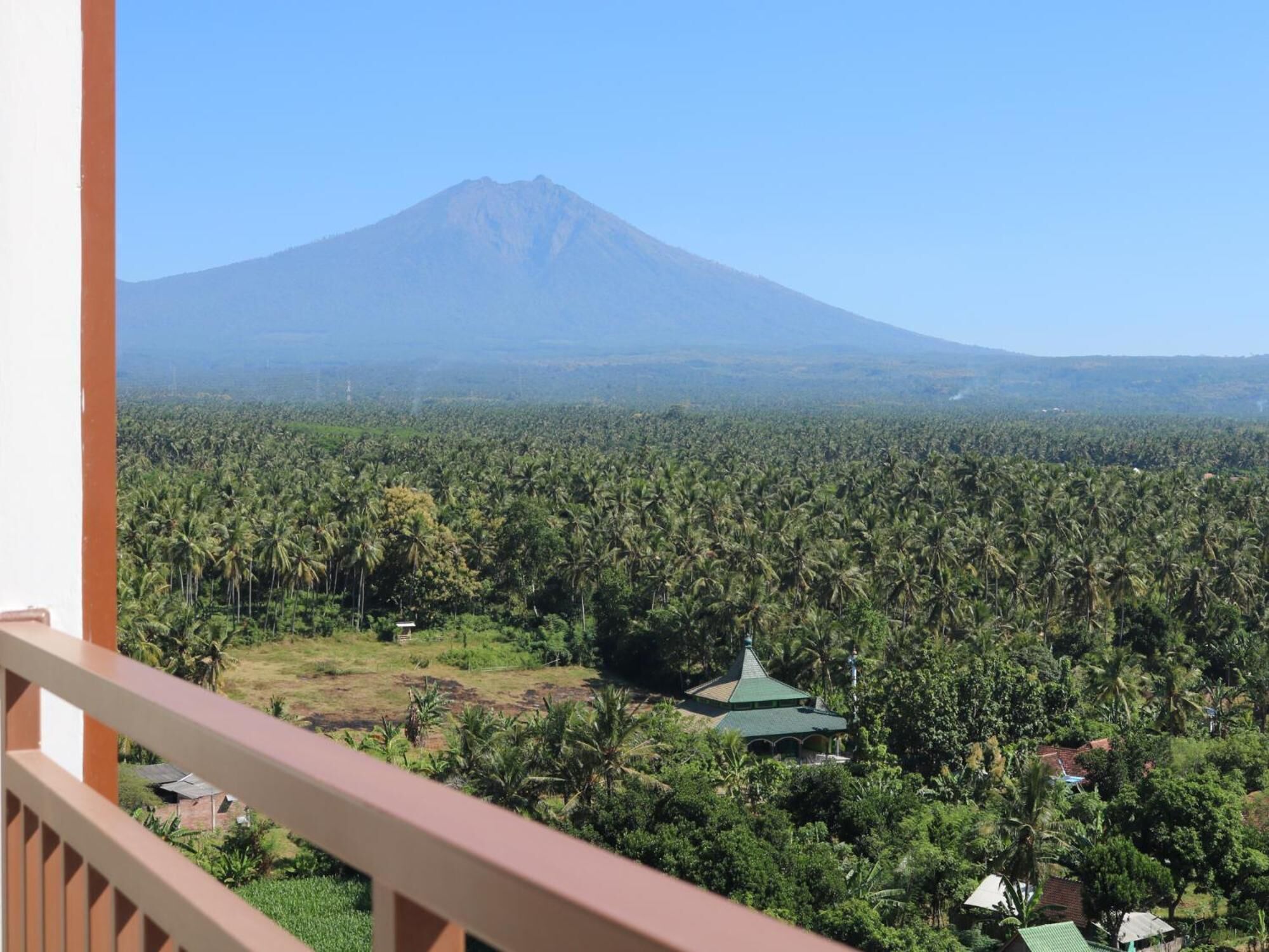 A view from a balcony overlooking a dense palm tree forest with a mountain in the background.