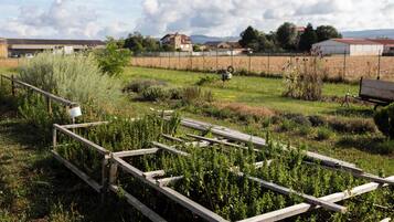 A garden with raised beds and a wooden fence.