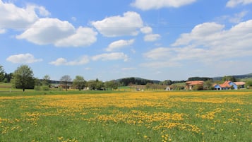 Um campo de flores amarelas com casas ao fundo.