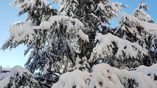A snow-covered tree in front of a building with a red sign. - Locanda ai Dogi (Pieve di Cadore)