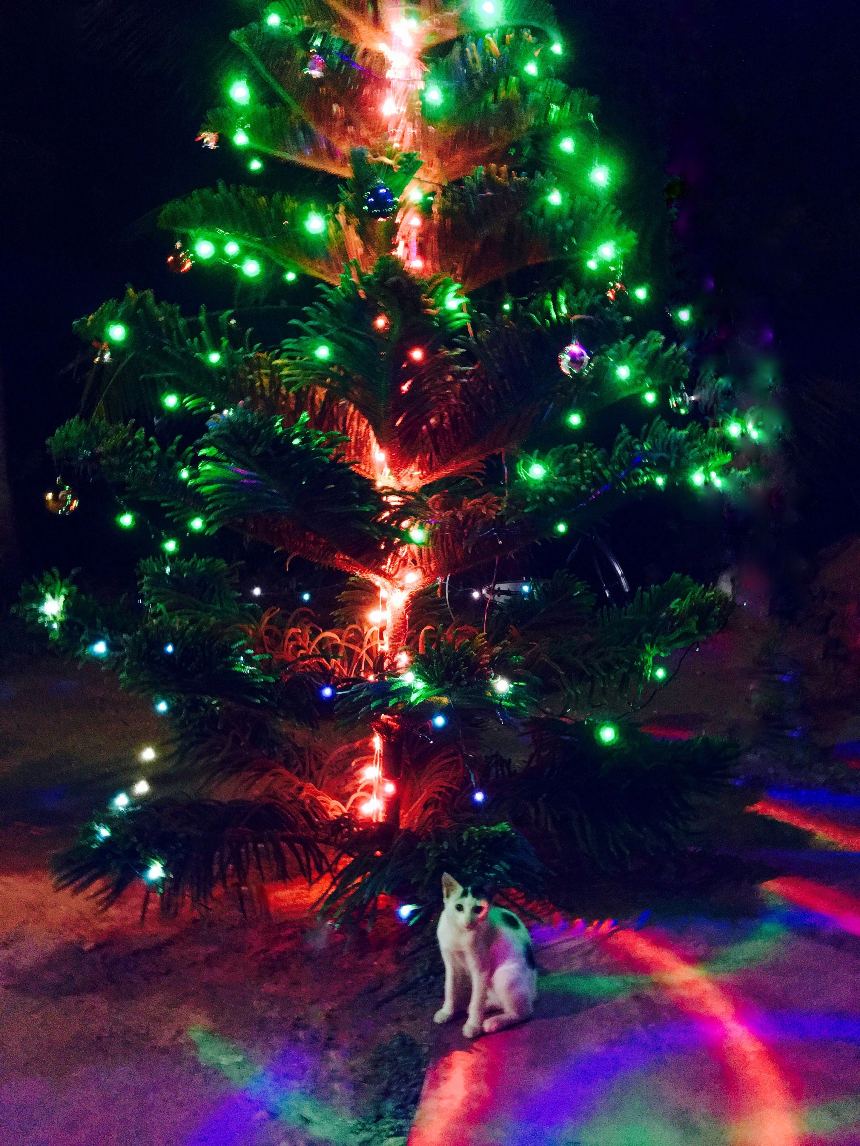Un árbol de Navidad con luces y un gato sentado debajo.