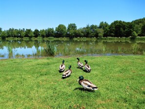 A grassy area with a pond and trees in the background. - CAMPING CAMPILO (La Roche-sur-Yon)