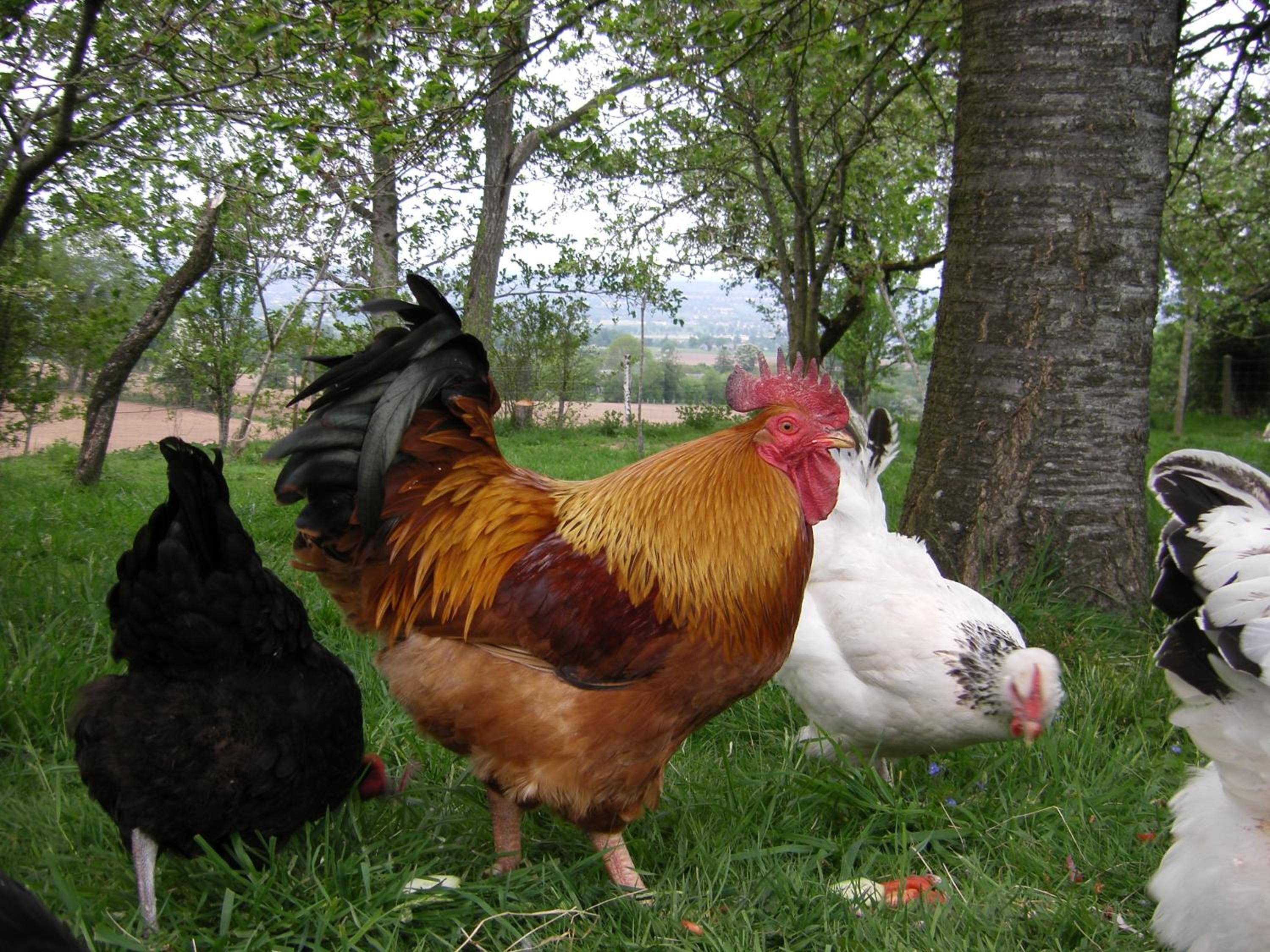 Un grup de gallines en una zona enjardinada amb arbres al fons.