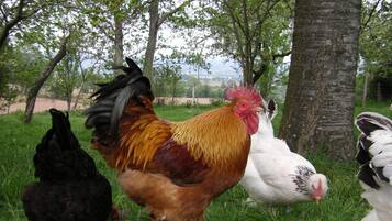 A group of chickens in a grassy outdoor area with trees in the background.