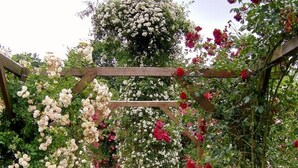 A garden pathway with a wooden pergola covered in roses.