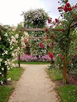 Un sendero en un jardín con un pérgola de madera cubierta de rosales.
