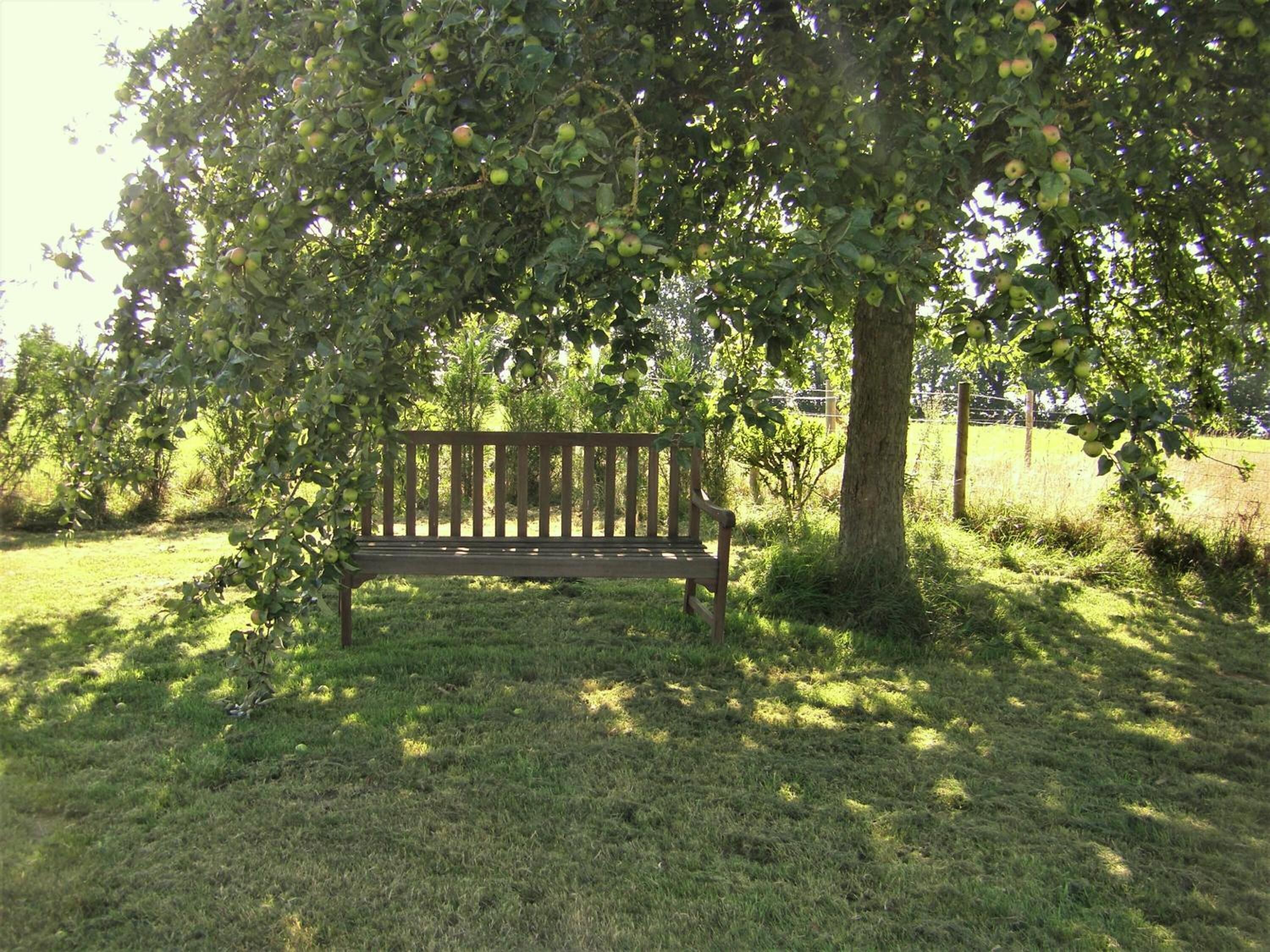 A wooden bench under a tree with apples.