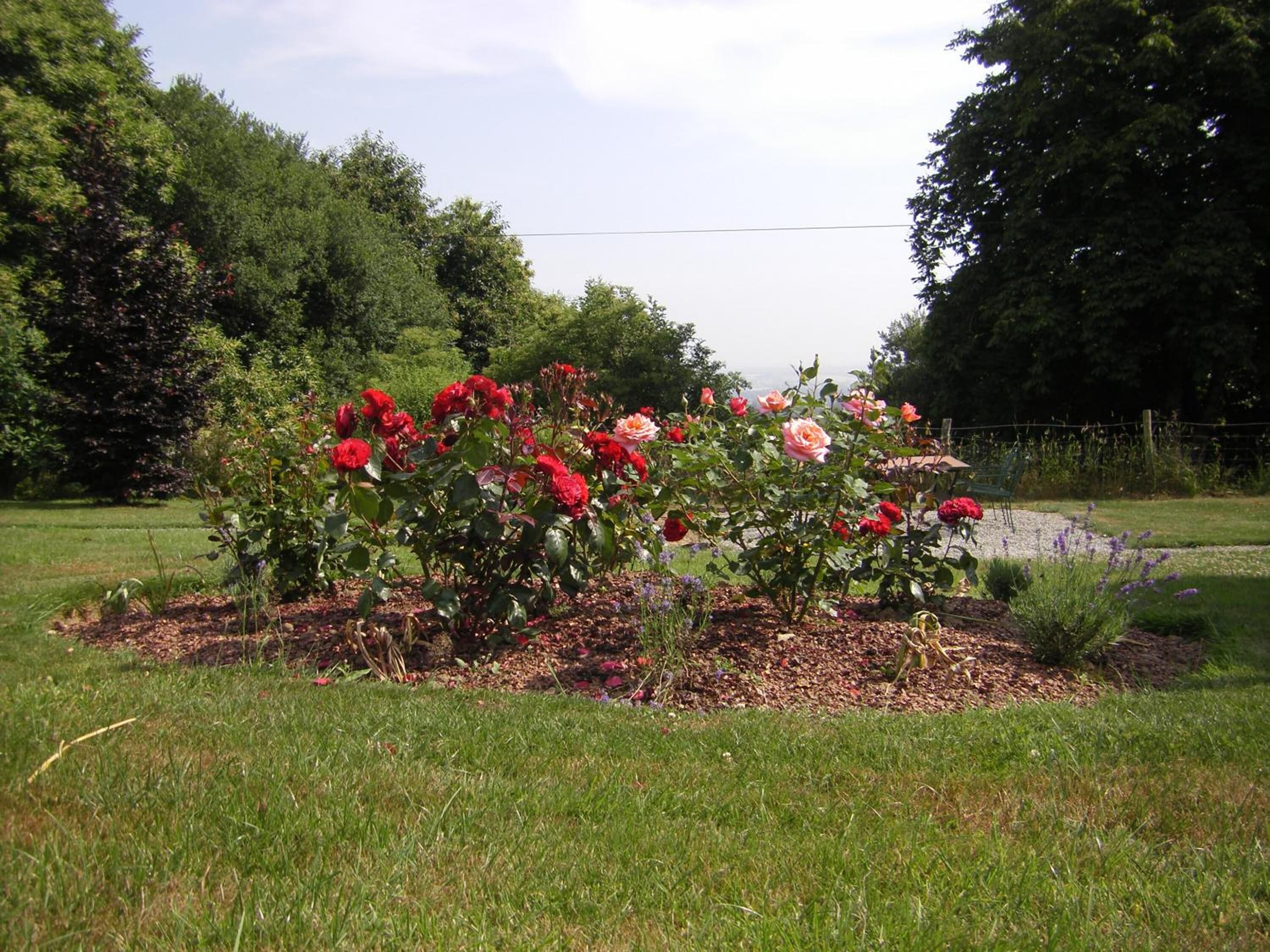 A garden with a rose bush in full bloom, surrounded by a grassy area and a fence.