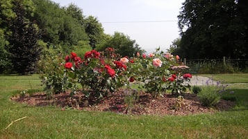 A garden with a rose bush in full bloom, surrounded by a grassy area and a fence.