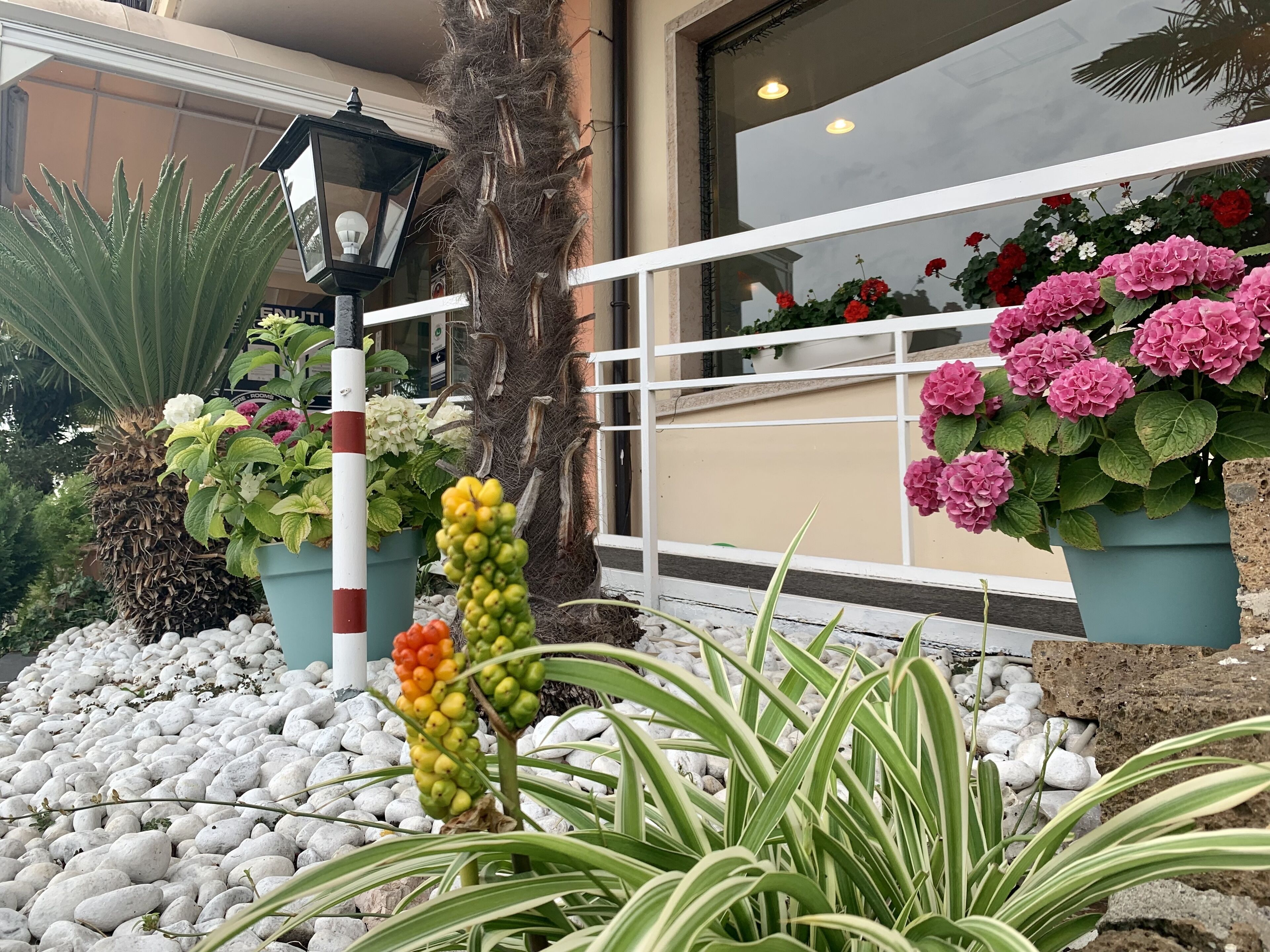 Un espacio exterior bien cuidado con diversas plantas, entre ellas una palmera, un gran ficus y varias macetas con flores rosas. Se observa una cerca blanca y un edificio con amplias ventanas al fondo.