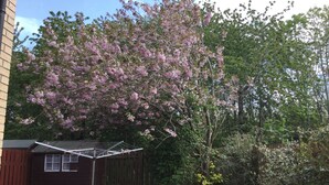Un patio con un tendedero, un cobertizo pequeño y un árbol en flor.
