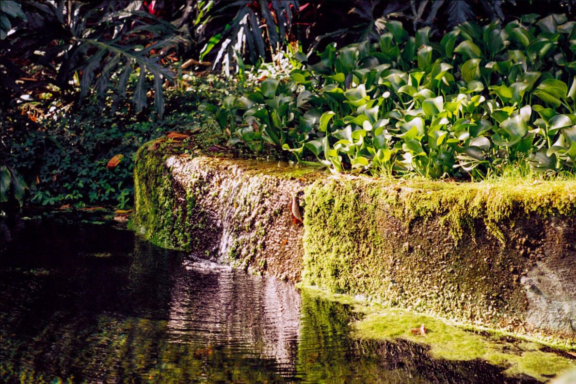 A moss-covered stone structure with water flowing over it, surrounded by lush greenery.