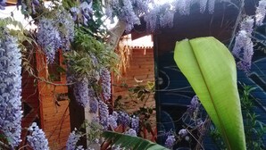 A wooden structure with purple flowering vines and a large green leaf. - Deep Ocean Camping - Adults Only (Fethiye)