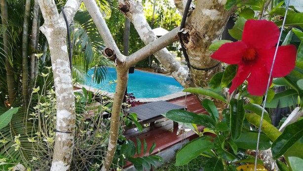 Piscina cercada por vegetação exuberante e árvores.